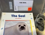 The seal : furry swimmer