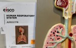 Human Respiratory System [Model]
