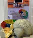 Cross section brain model