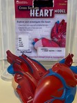 Cross section heart model